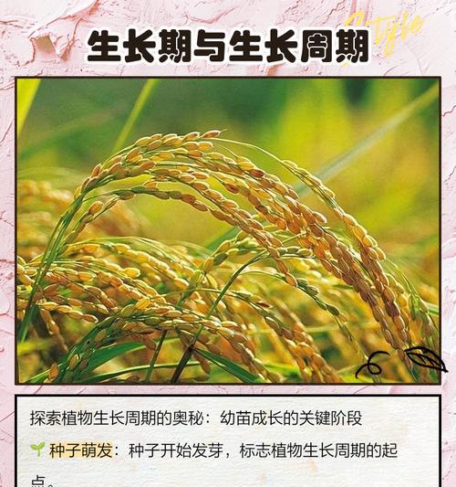 盆栽幼苗指南：盆栽幼苗的正确种植步骤是什么？
