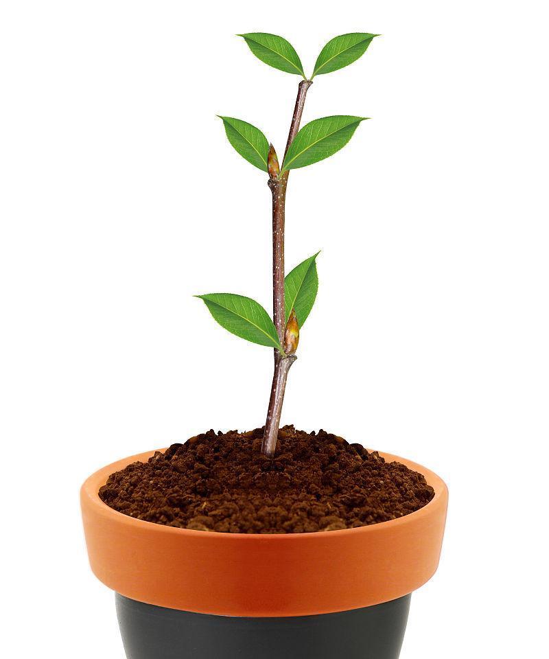盆栽幼苗指南：盆栽幼苗的正确种植步骤是什么？