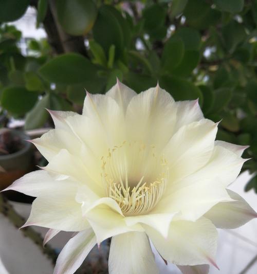 仙人掌科花卉有哪些？如何选择和养护仙人掌科花卉？
