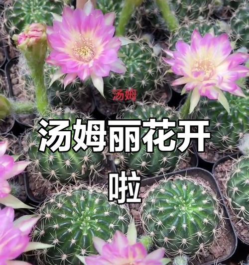 仙人掌科花卉有哪些？如何选择和养护仙人掌科花卉？