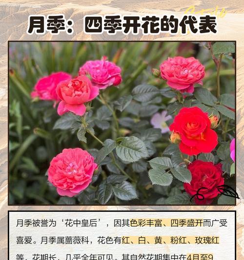 怎么使月季开花？有哪些方法可以促进开花？