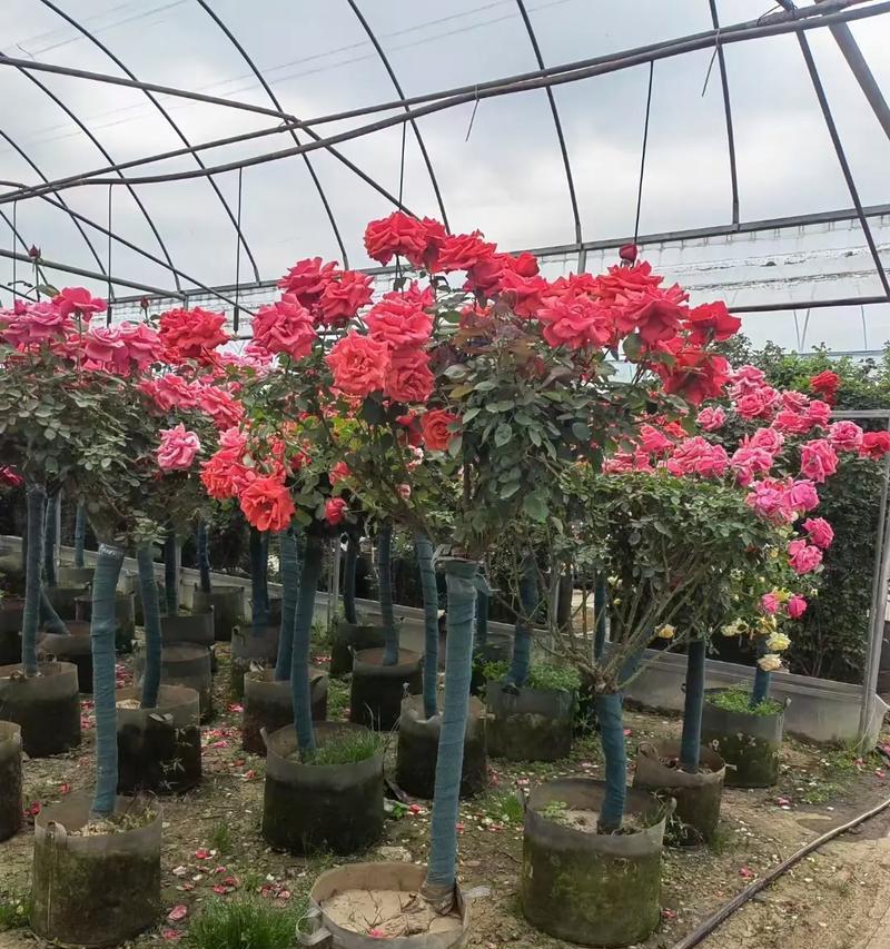 怎么使月季开花？有哪些方法可以促进开花？