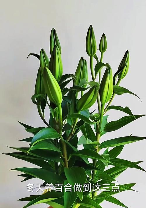 百合盆栽的养护技巧有哪些？