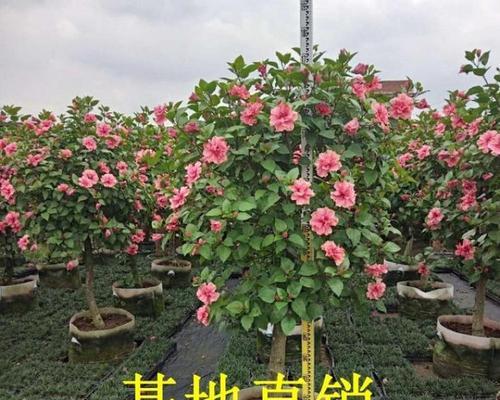 扶桑有哪些品种？扶桑品种选择的常见问题是什么？