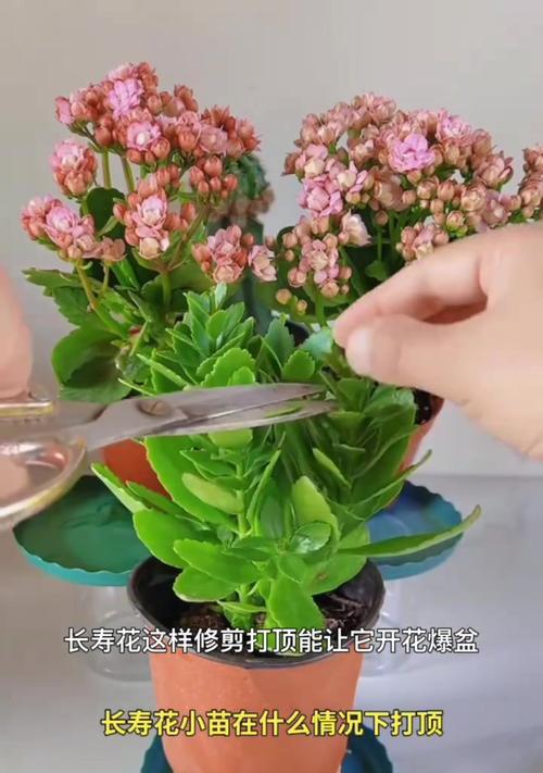 鲜花的修剪技巧是什么？如何延长鲜花的观赏期？