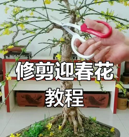 鲜花的修剪技巧是什么？如何延长鲜花的观赏期？