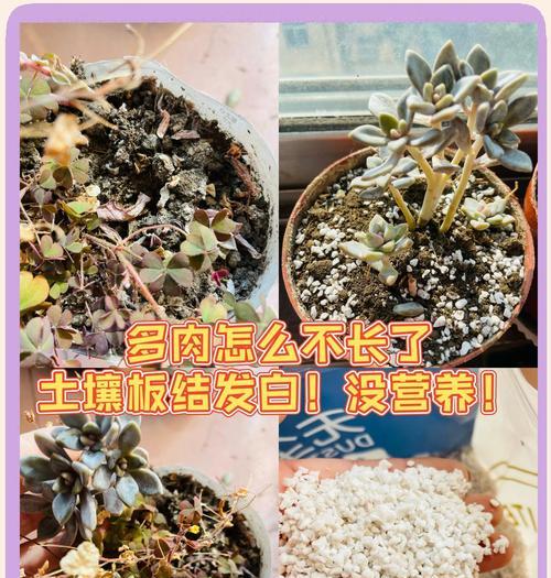 土质板结怎么办？改善土壤结构的有效方法是什么？