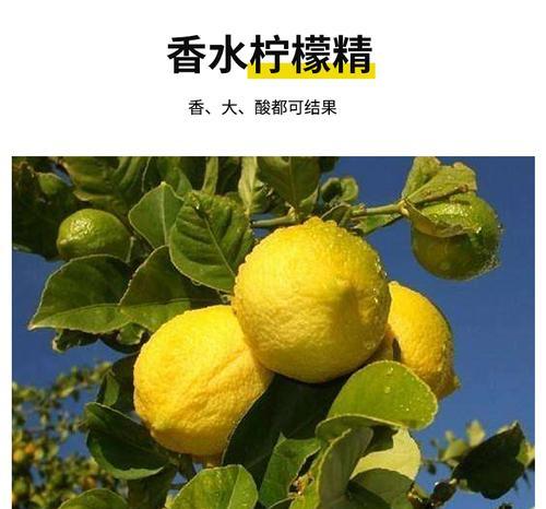 柠檬树的养殖方法和注意事项？
