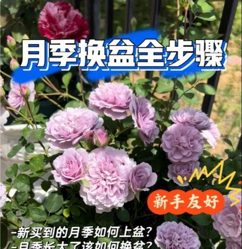月季换盆的最佳时机和步骤是什么？怎样避免换盆后的休克？