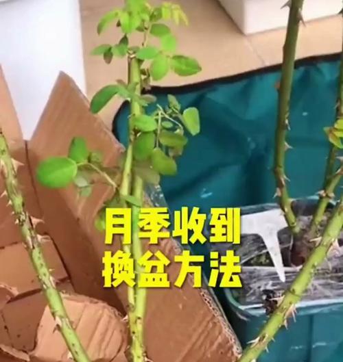月季换盆的最佳时机和步骤是什么？怎样避免换盆后的休克？