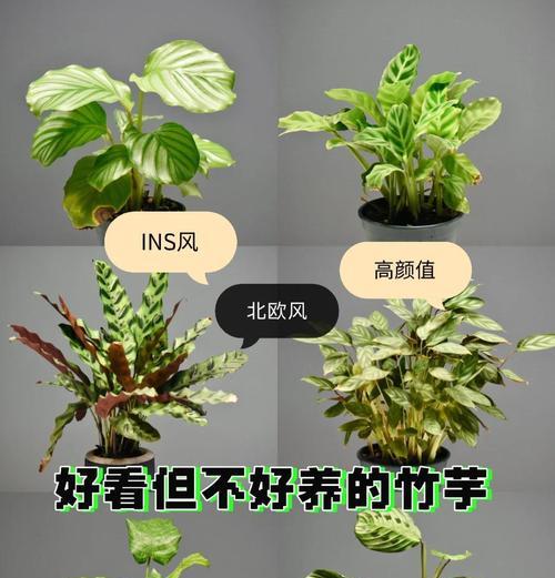 双线竹芋养护技巧有哪些？