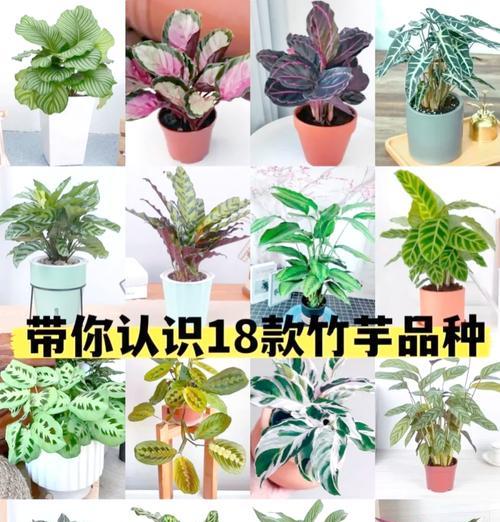 双线竹芋养护技巧有哪些？