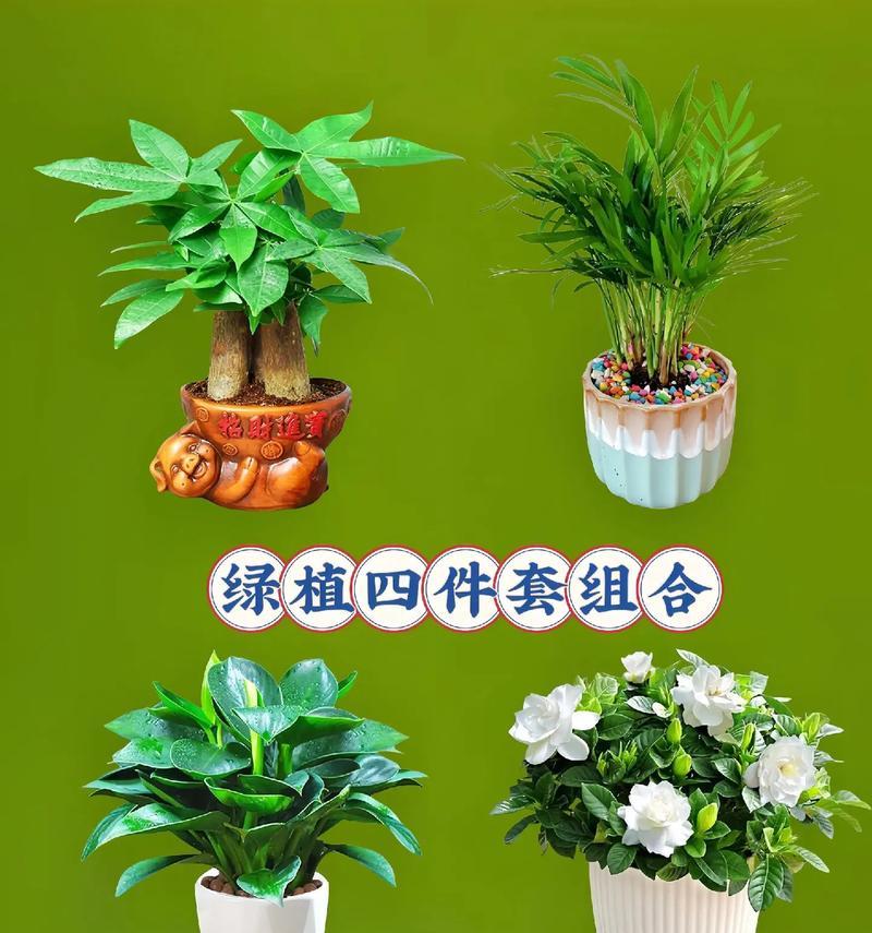 室内适合养哪些花卉？室内养花的注意事项是什么？