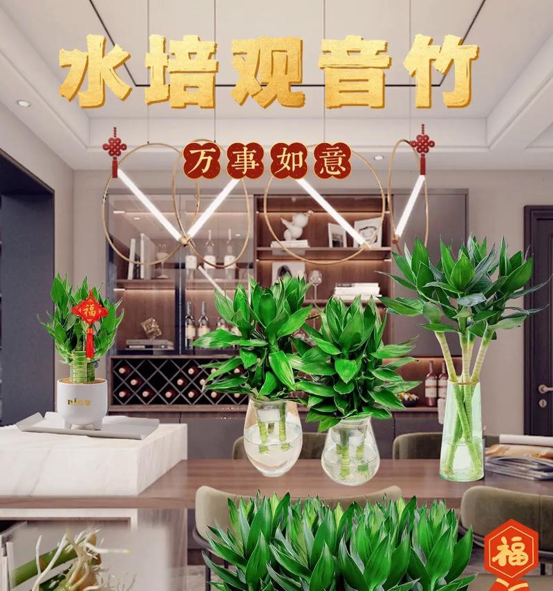 水培观音竹繁殖技巧有哪些？