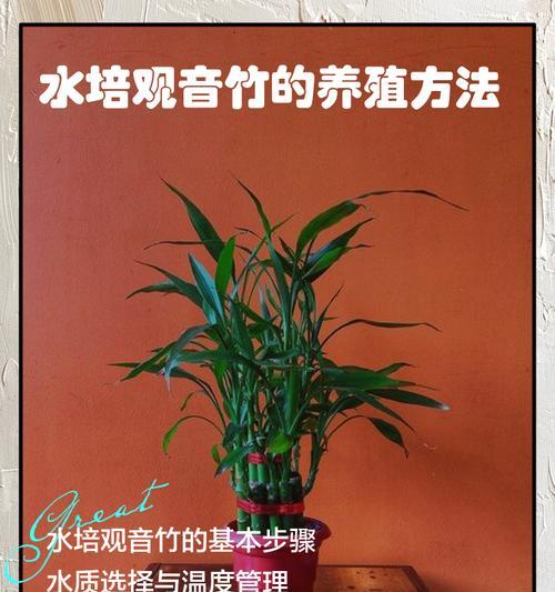 水培观音竹繁殖技巧有哪些？
