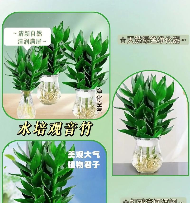 水培观音竹繁殖技巧有哪些？