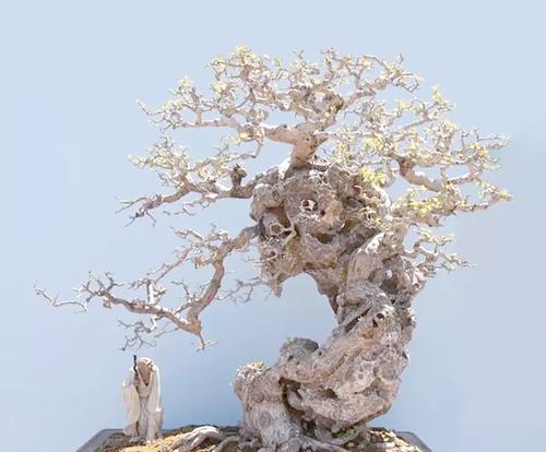 盆景制作的步骤和技巧有哪些？