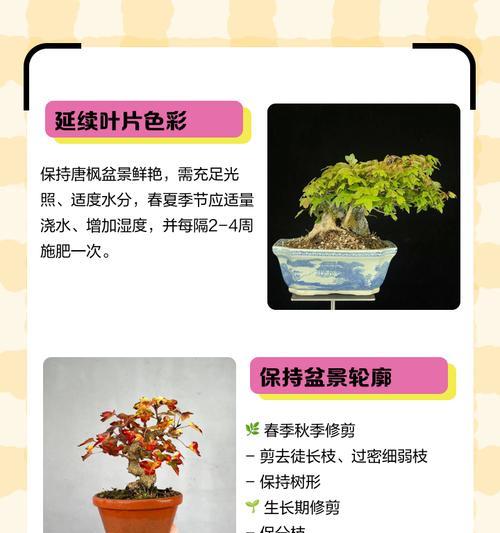 盆景制作的步骤和技巧有哪些？