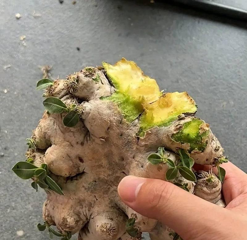 盆栽姜的种植季节和方法是什么？
