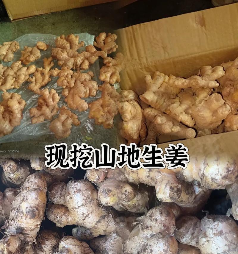 盆栽姜的种植季节和方法是什么？
