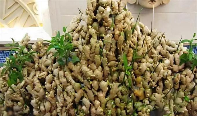 盆栽姜的种植季节和方法是什么？