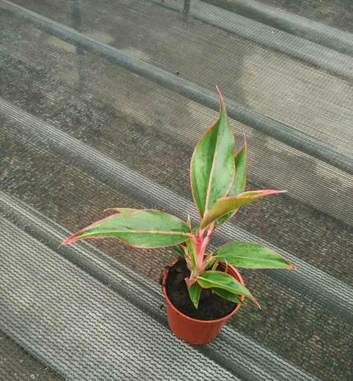 粗肋草有哪些品种？粗肋草的种植技巧是什么？