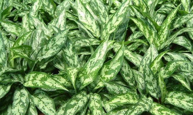 粗肋草有哪些品种？粗肋草的种植技巧是什么？