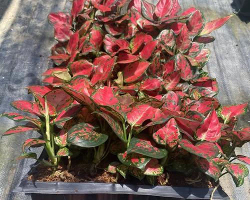 粗肋草有哪些品种？粗肋草的种植技巧是什么？