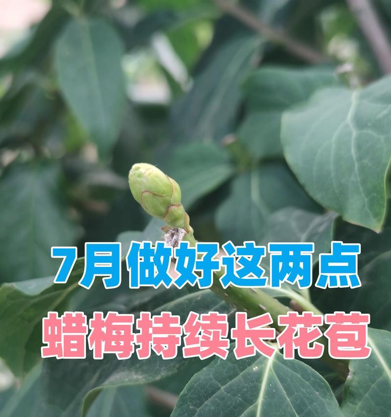 腊梅的养殖方法和注意事项是什么？