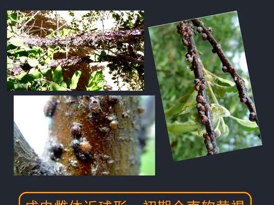 粉介壳虫的防治措施有哪些？