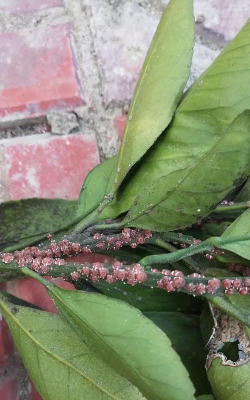 粉介壳虫的防治措施有哪些？