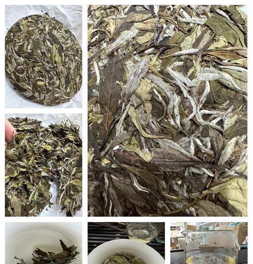 白色的牡丹有哪些品种？如何区分和选择？