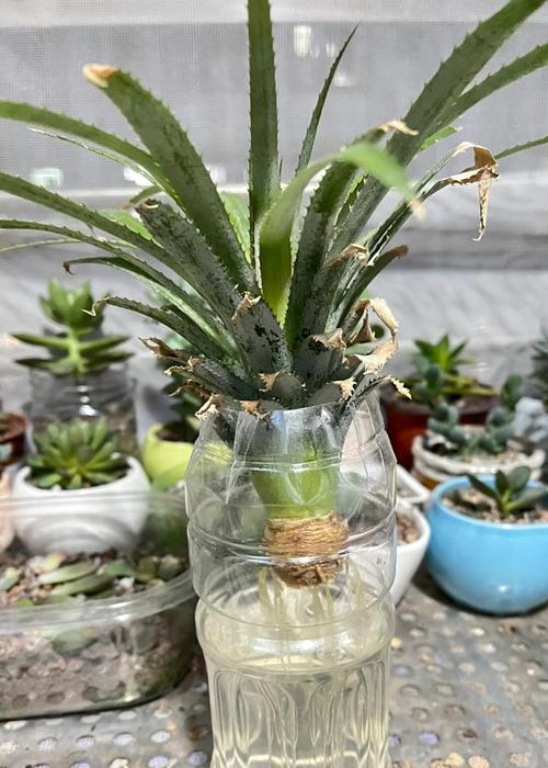 菠萝头种植的正确方法是什么？
