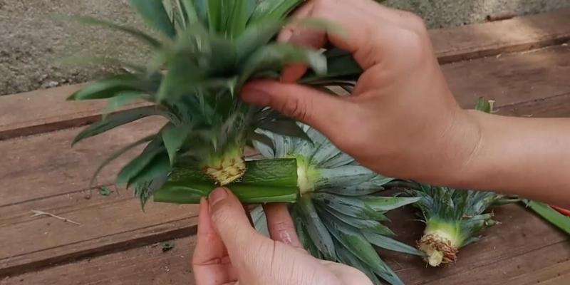 菠萝头种植的正确方法是什么？