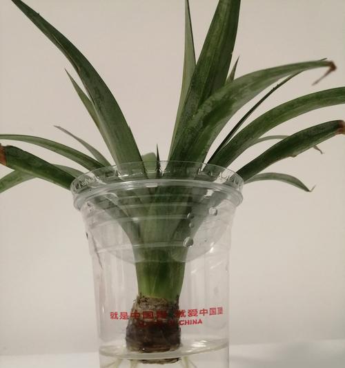 菠萝头种植的正确方法是什么？