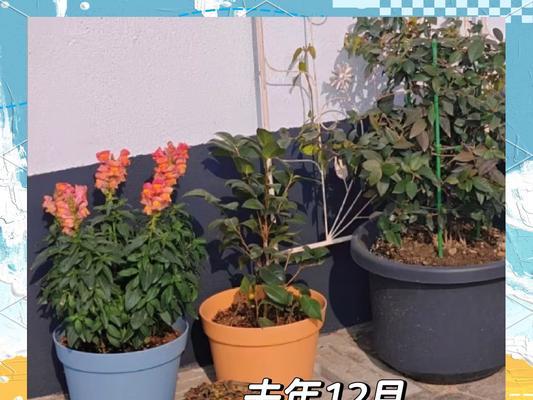 金鱼草品种有哪些？金鱼草品种的养护要点是什么？