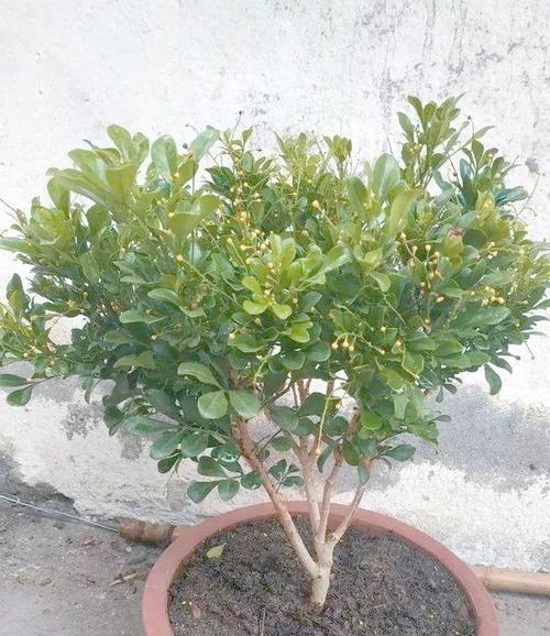 夏季米兰浇水需要注意什么？