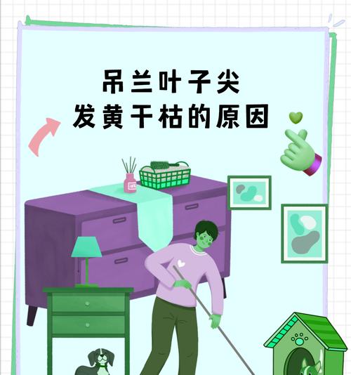 吊兰根部发黄是什么原因？如何有效处理？