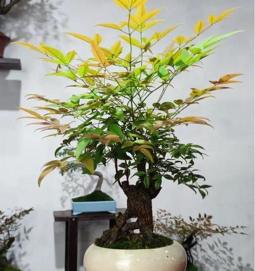 哪些盆栽花卉偏好阴凉环境？