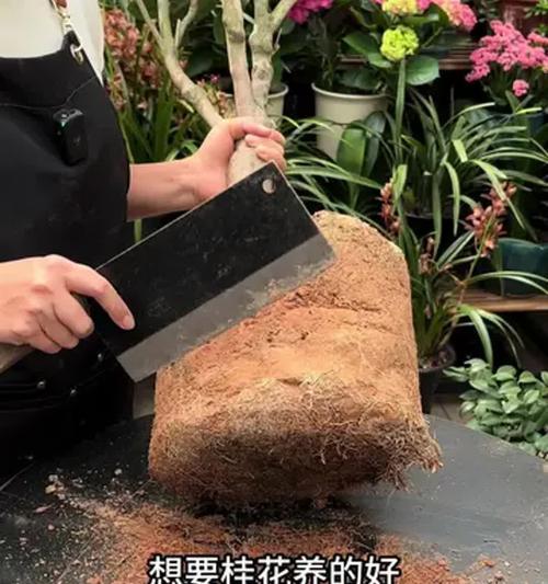 桂花枝的养殖技巧和常见问题解答？