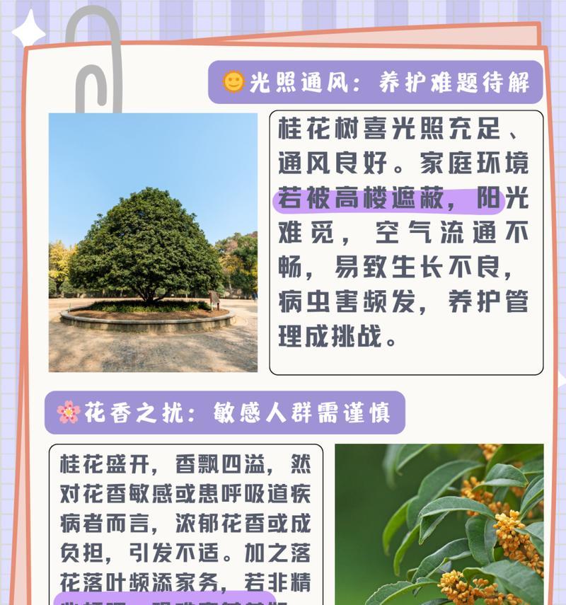 桂花枝的养殖技巧和常见问题解答？