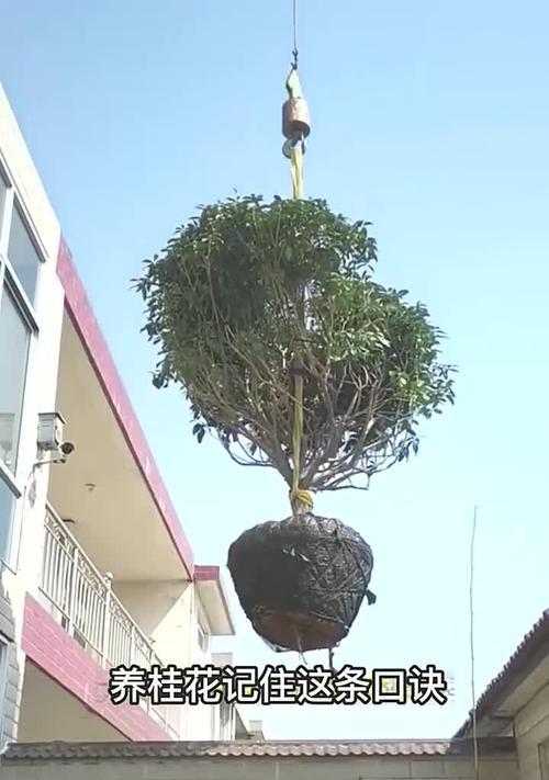 桂花枝的养殖技巧和常见问题解答？