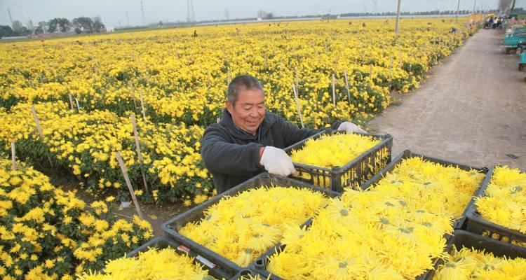 冬天如何照顾菊花？