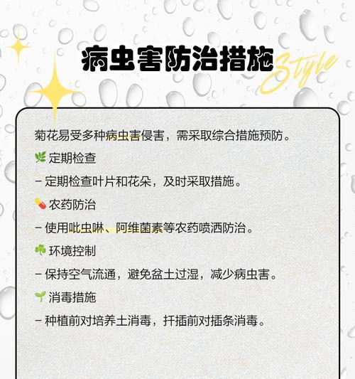 冬天如何照顾菊花？