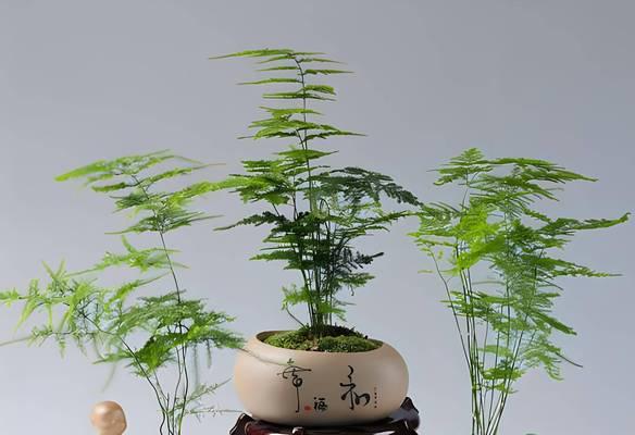 云竹修剪的正确步骤和注意事项有哪些？