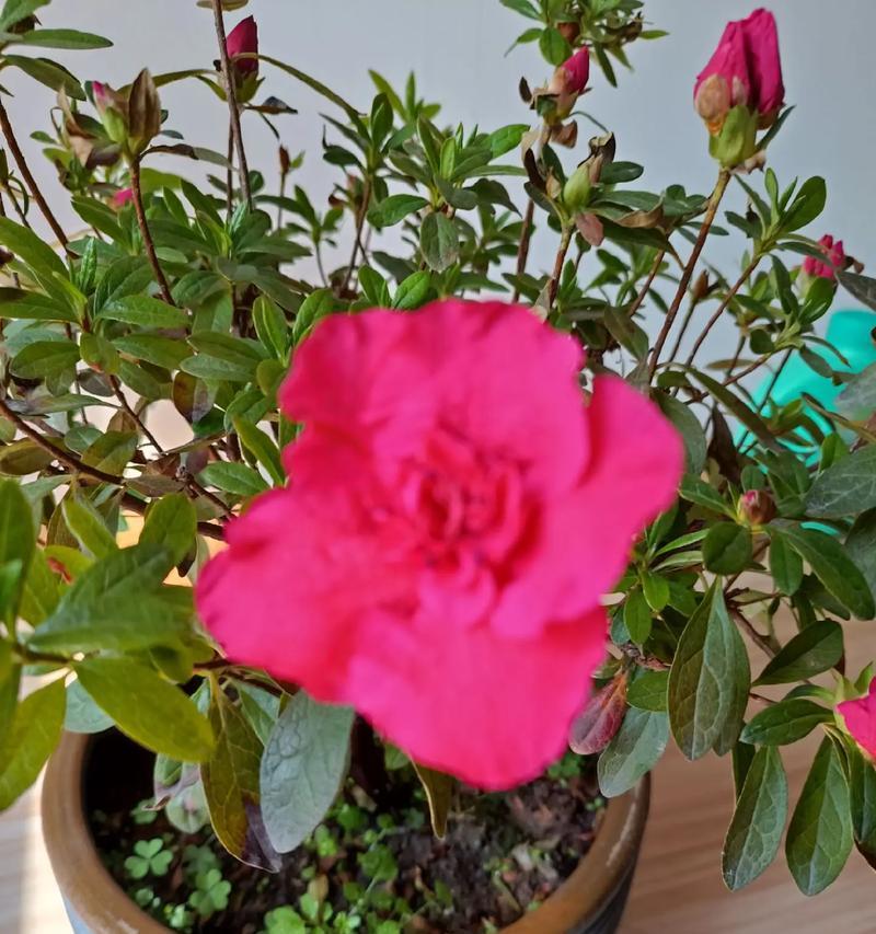 西洋杜鹃夏季养护的要点是什么？