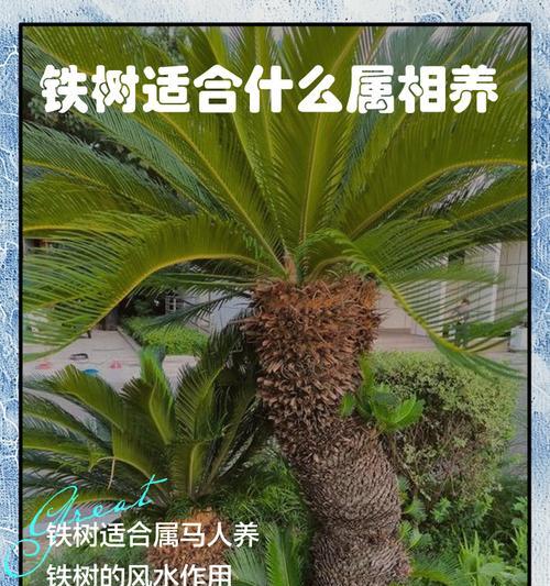 铁树养殖方法是什么？需要注意哪些问题？