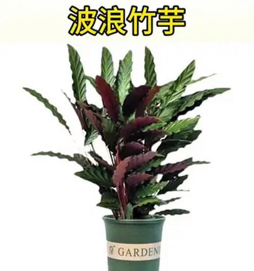 哪些花卉最容易养活？适合新手的易活花卉推荐？