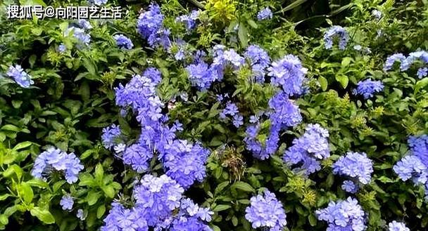哪些花卉最容易养活？适合新手的易活花卉推荐？