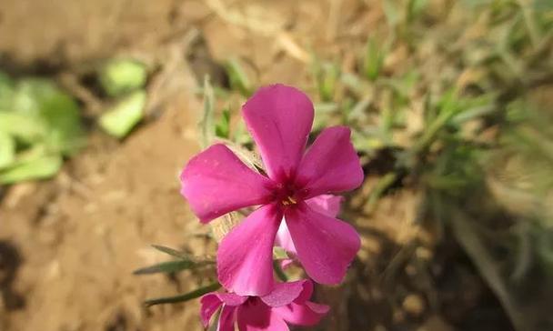 芝樱是什么花？芝樱的花语和养护要点有哪些？